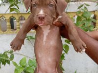 American Bully Puppies For Sale