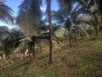 Valuable Coconut Land for Sale Kurunegala