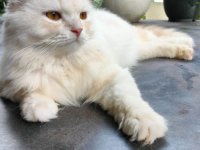 Persian Cats For Sale