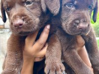 Chocolate Labrador Puppies For Sale 