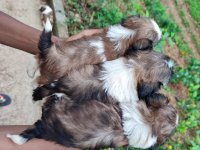 Shih Tzu Puppies For Sale In Colombo 