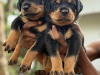 Rottweiler Puppies For Sale