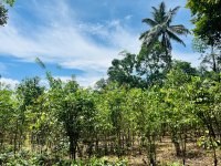  Land for Sale in Galle – 3 Acres with Natural Springs & Commercial Crops