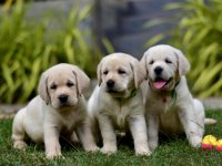 Labrador Puppies For Sale 