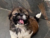 Shihtzu Puppies For Sale in Avissawella