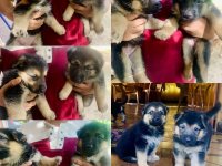 German Shepherd Puppies Fo Sale