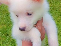 Lion Pomeranians Puppies For Sale