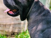 Cane Corso Puppies For Sale 