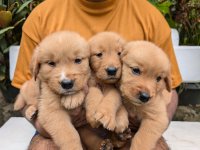 Golden Retriever Puppies For Sale