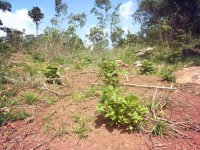 Valuble Land For Sale In Embilipitiya