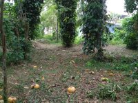 Land For Sale Near Polgasowita and Kahathuduwa