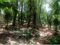 Valuable Land For Sale Dimbumagawatanna