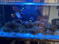 Marine Fish Tank Full Setup For Sale