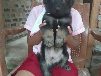 German Shepherd Puppies For Sale