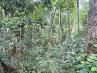 4 Acres Land for Sale in Mailapitiya (Near Victoria)