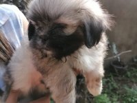 Shihtzu Puppies For Sale