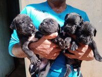 Cane Corso Puppies For Sale 