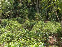 Valuable Land For Sale In Habaraduwa