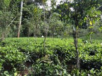 Highly Residential Land in Bandarawela