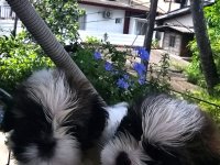 Shih-Tzu Puppies For Sale Dematagoda 