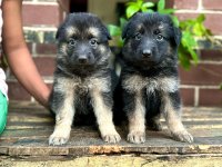 Lion Shepherd Puppies For Sale