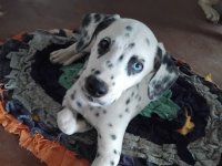 Dalmation Puppies For Sale 