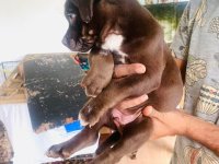 Amarican Bully Puppies For Sale