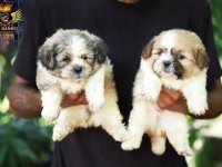 Shih Tzu Male Puppies For Sale