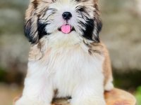 Shih-Tzu Puppies For Sale