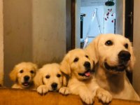 Golden Retriever Puppies For Sale 