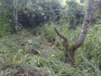 Land For Sale In Hantana 