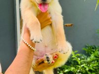 Labrador Puppies for sale 