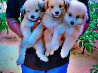 Shihtzu Puppies For Sale