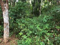 Valuable Land for Sale in Kiriwaththuduwa