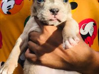 Amarican Bully Puppies For Sale 