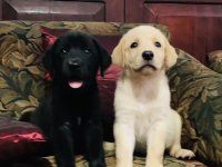 Labrador Retriever Puppies For Sale 