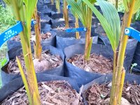 Coconut Plants Services