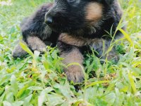 German Shepherd Puppies