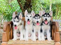 Husky puppies for sale 
