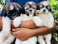 Shih-Tzu Puppies For Sale