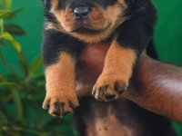 Rottweiler Puppies for sale 