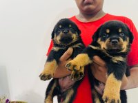 Rottweiler Dog For Sale