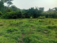 Land For Sale In Walamulla