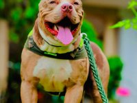 American Bully Male Dog For Sale 