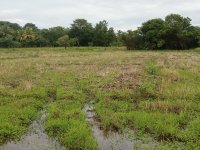 Land For Sale In Sooriyawewa Town