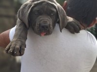 Cane Corso Puppies For Sale 