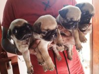 Pug Puppies For Sale In Colombo 8 