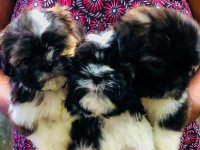 Shih Tzu Puppies For Sale In Mattegoda