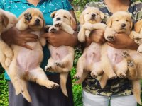 Golden Retriever Puppies For Sale In Kurunagala