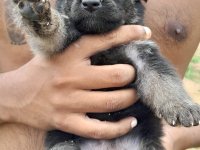 German Shepherd Puppies For Sale 